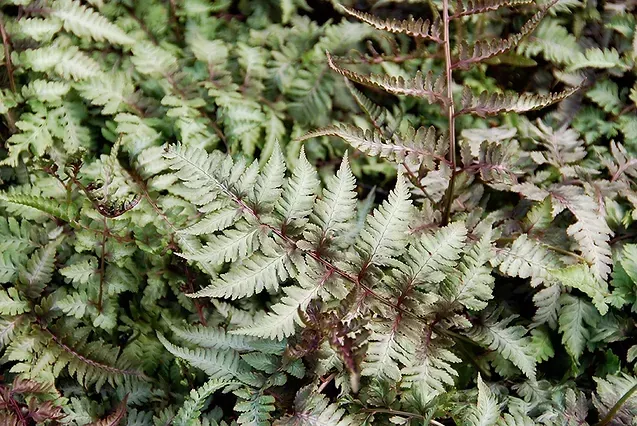 Japanese Painted Fern