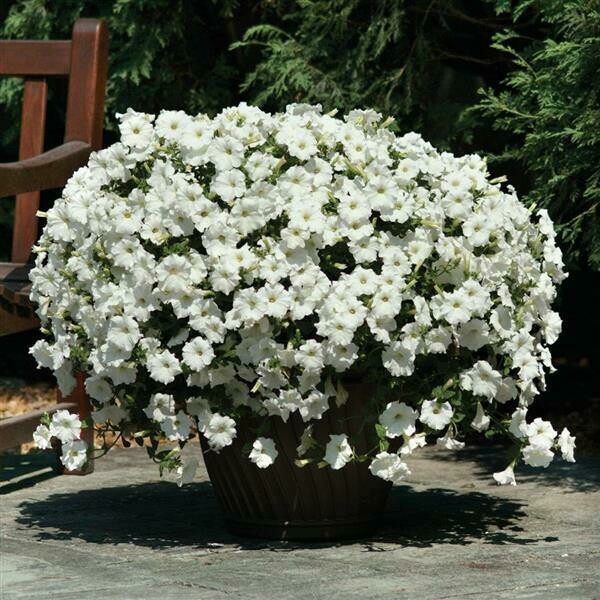 Petunia - Easy Wave: White