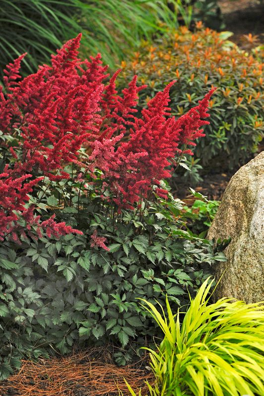 Astilbe: Fanal