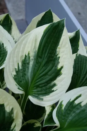 Hosta: Minuteman Hosta: Minuteman