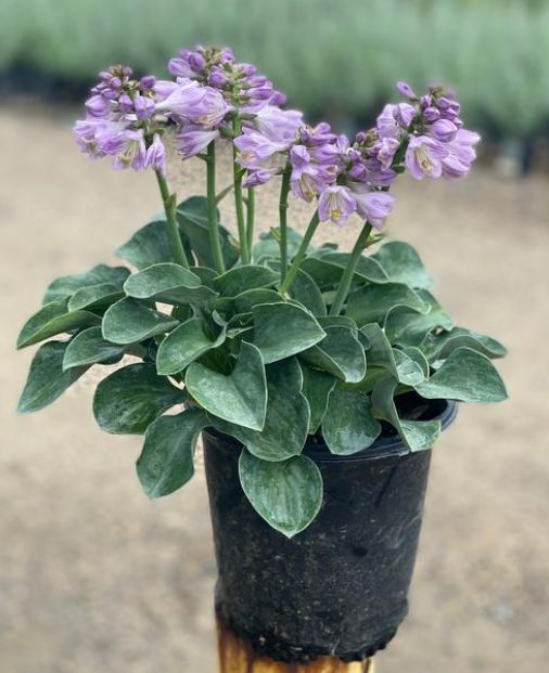 Hosta: Blue Mouse Ears
