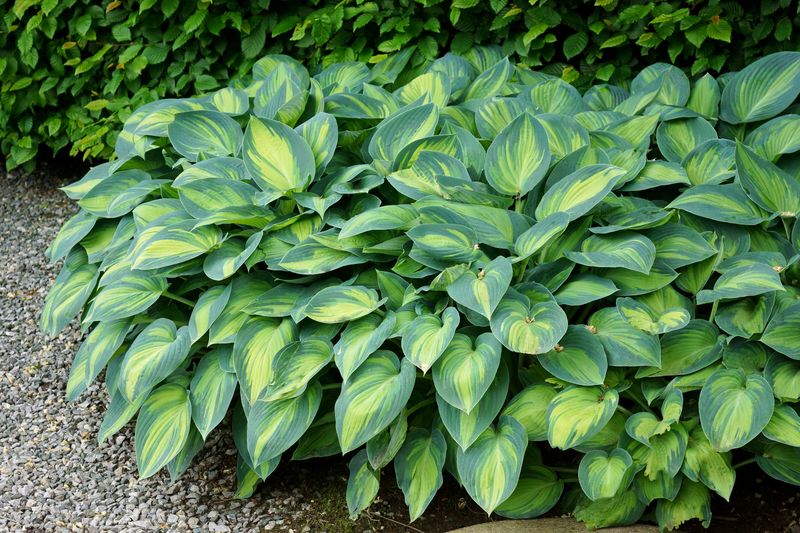 Hosta: June