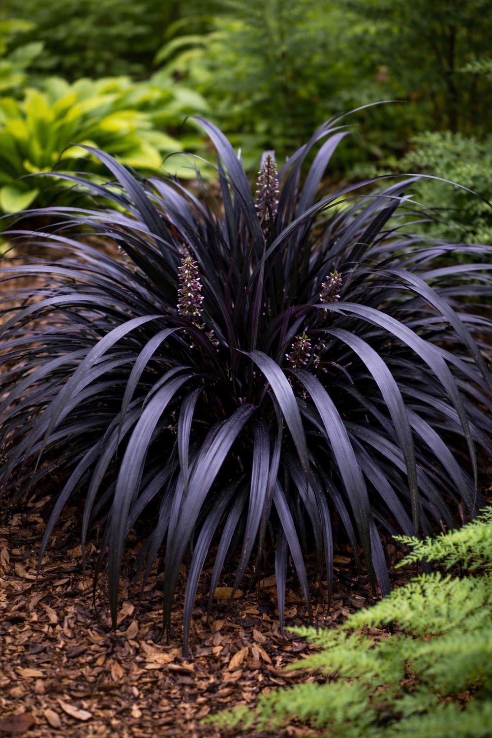 Black Mondo Grass Black Mondo Grass