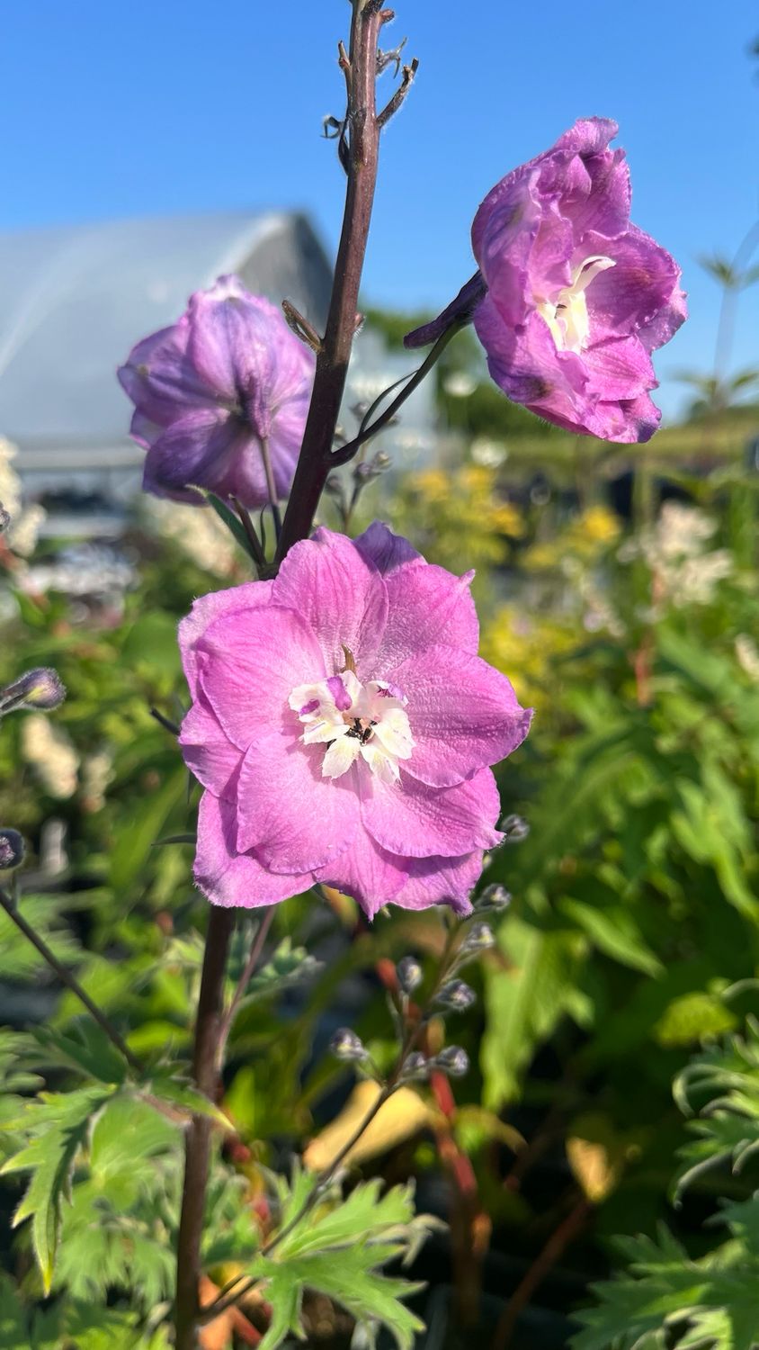 Delphinium: Dusky Maidens Delphinium: Dusky Maidens