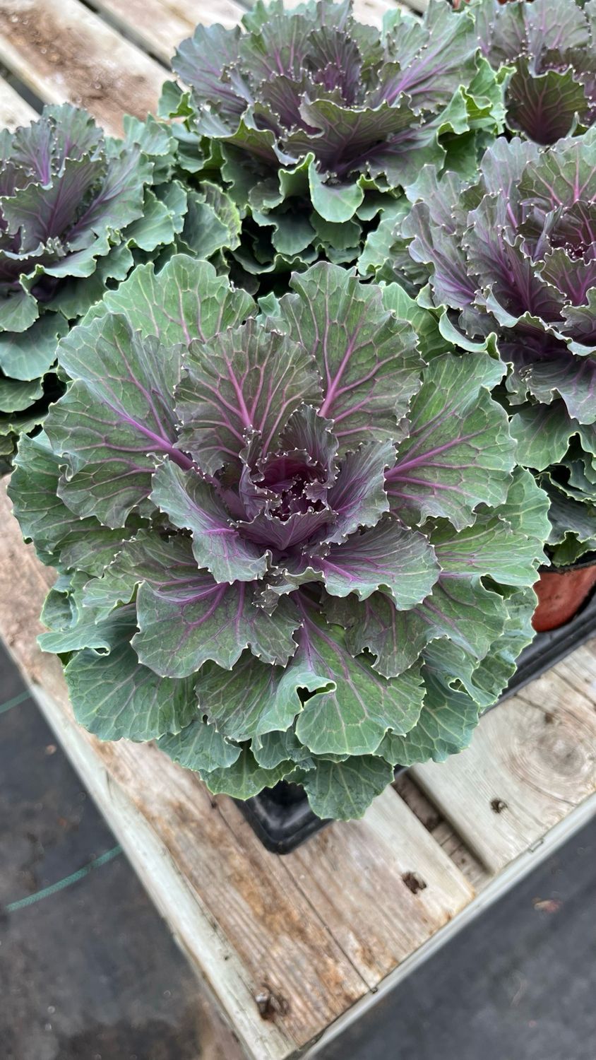 Flowering Kale: Assorted