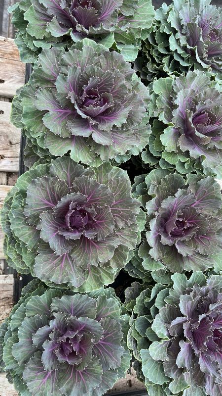 Flowering Kale: Assorted