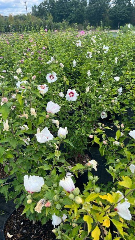 Rose of Sharon: Red Heart