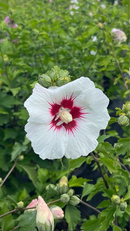 Rose of Sharon: Red Heart Rose of Sharon: Red Heart