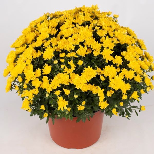 Mum: Yellow