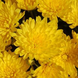 Mum: Yellow