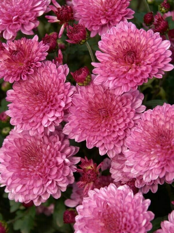 Mum: Pink