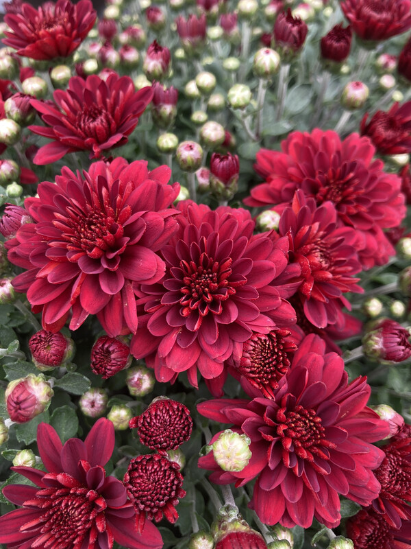 Mum: Burgundy