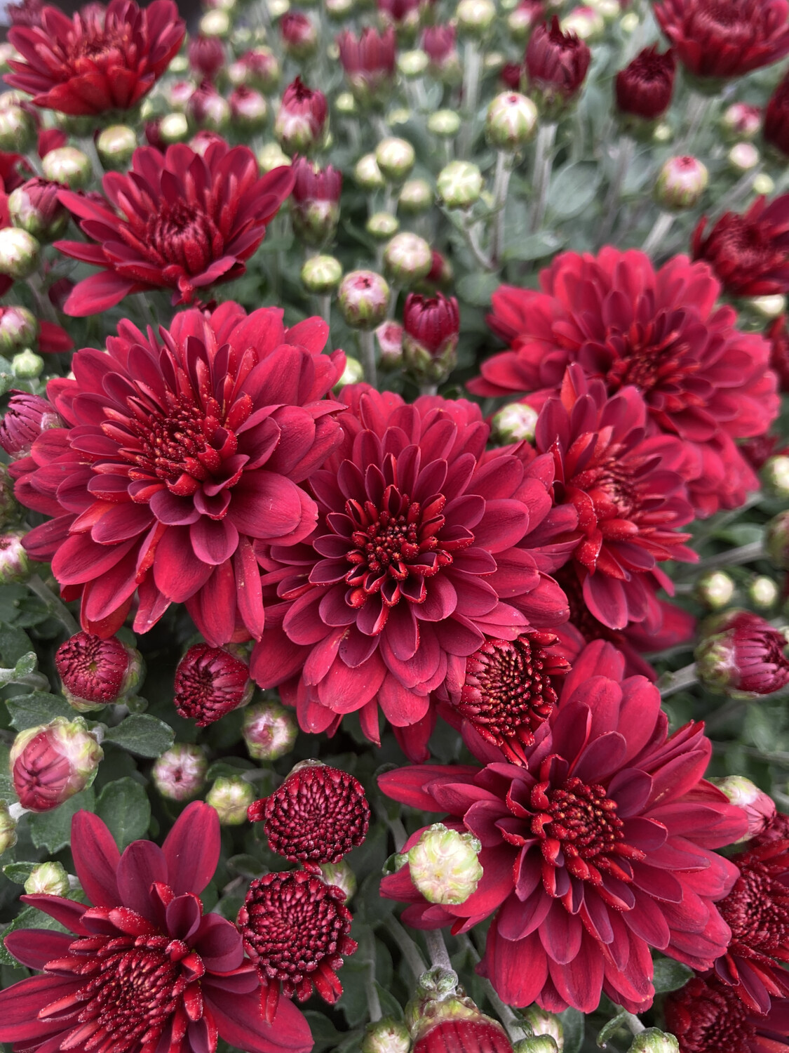 Mum: Burgundy