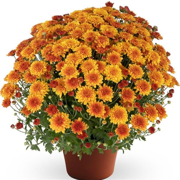 Mum: Orange
