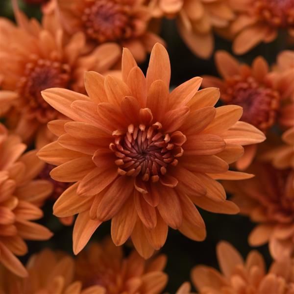 Mum: Orange