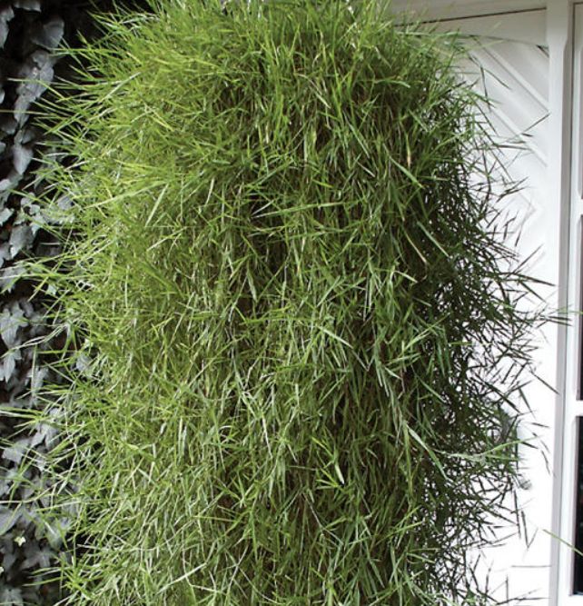 Agrostis: Green Twist (Trailing Bamboo)