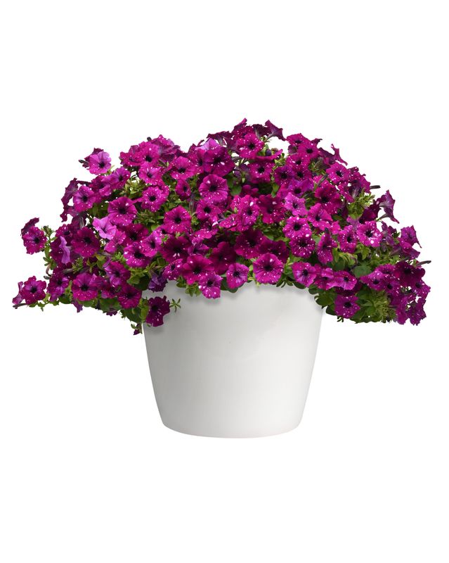 Petunia - Headliner: Electric Purple Sky