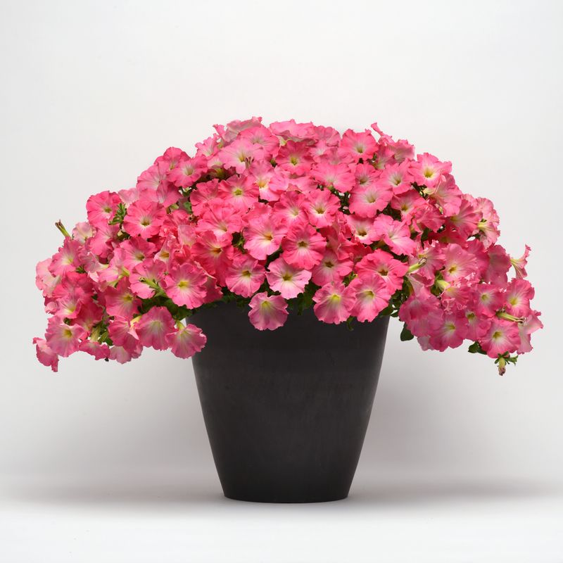 Petunia - Easy Wave: Rosy Dawn