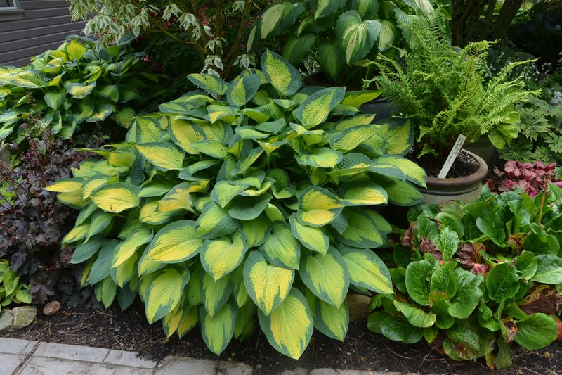 Hosta: Paul's Glory