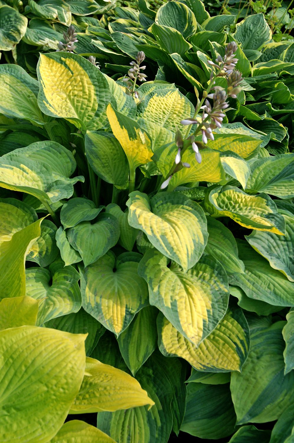 Hosta: Paul's Glory Hosta: Paul's Glory