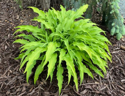Hosta: Curly Fries