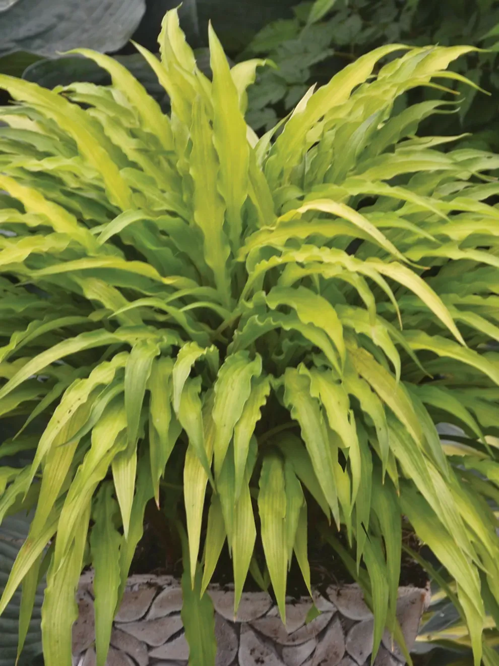Hosta: Curly Fries Hosta: Curly Fries