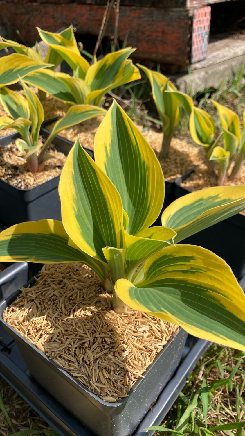 Hosta: Ben Vernooij Hosta: Ben Vernooij