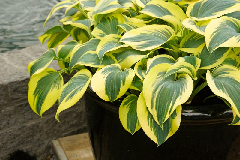 Hosta: Ben Vernooij