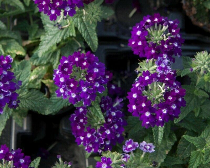 Verbena - Lascar: Dark Violet