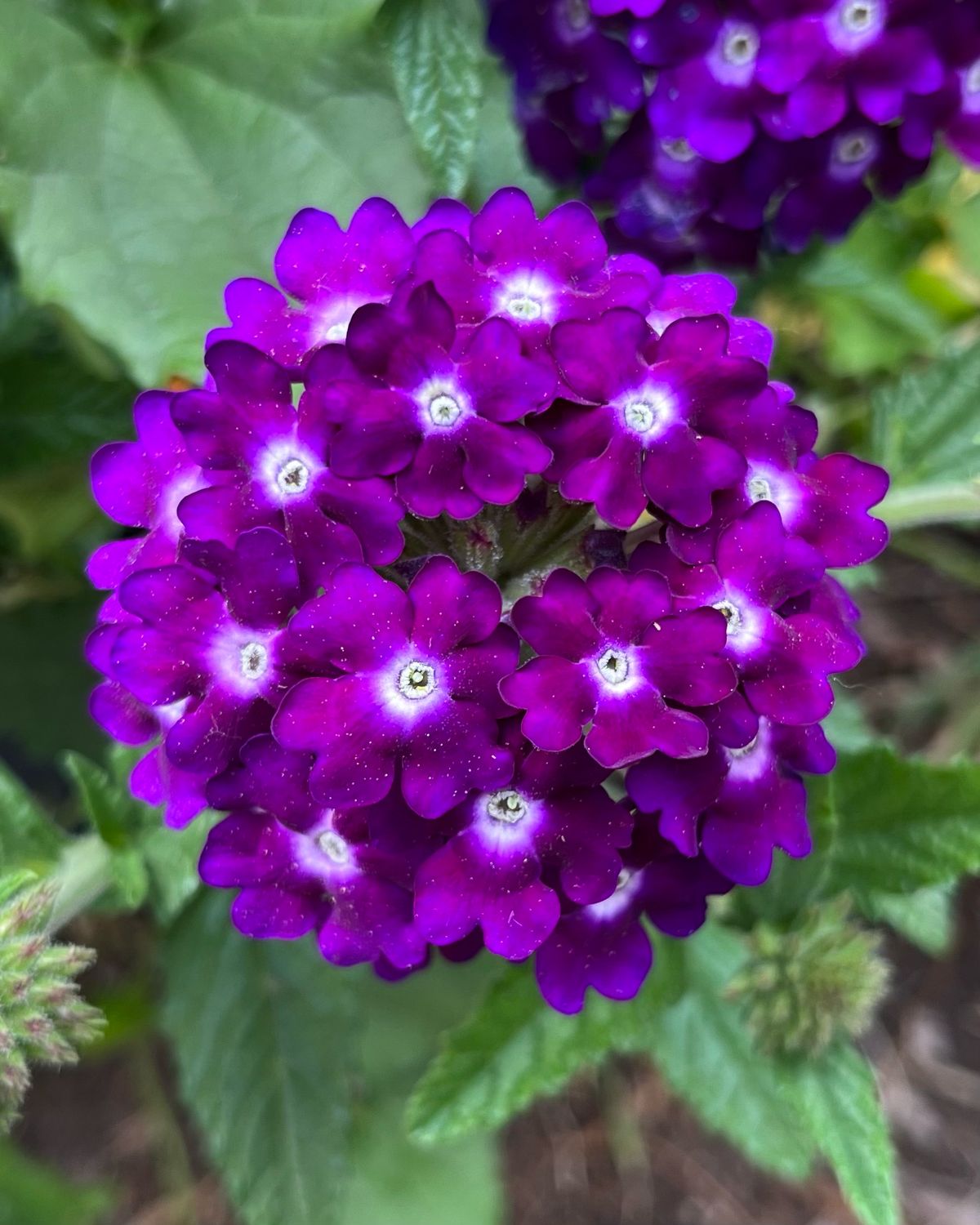 Verbena - Lascar: Dark Violet