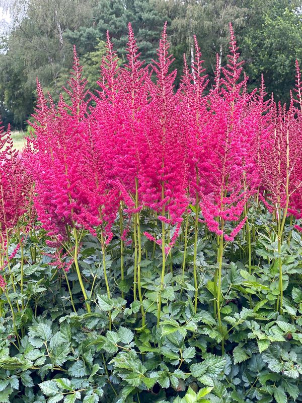 Astilbe: Hot Pearls
