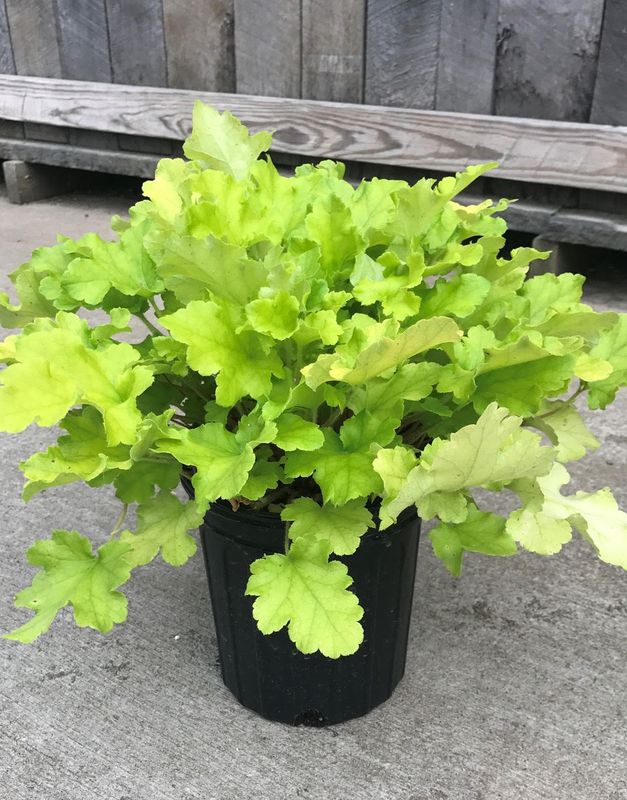 Heuchera: Lime Marmalade