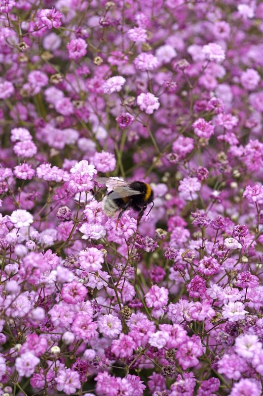 Gypsophila: Pink (Babies Breath) Gypsophila: Pink (Babies Breath)