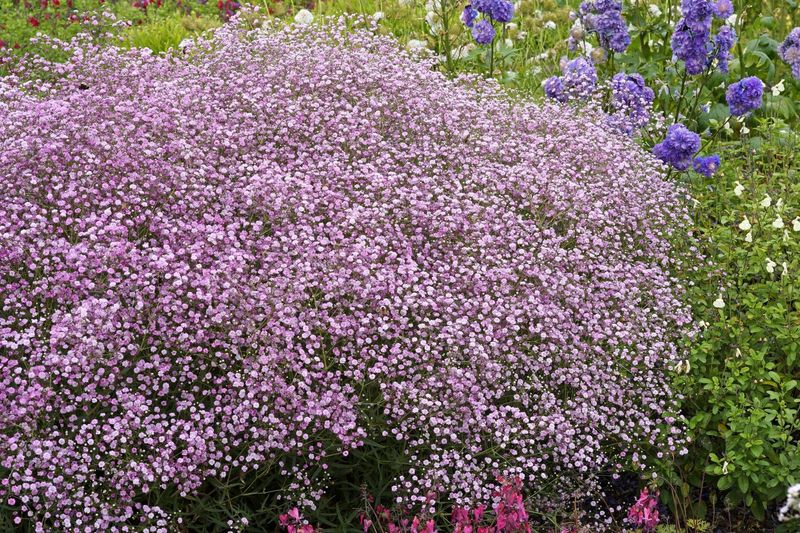 Gypsophila: Pink (Babies Breath)