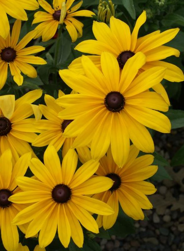 Rudbeckia: Indian Summer (Black-Eyed Susan)