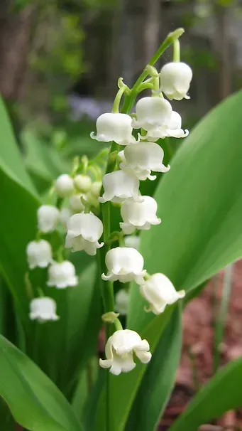 Convallaria: Majalis (Lily of the Valley)