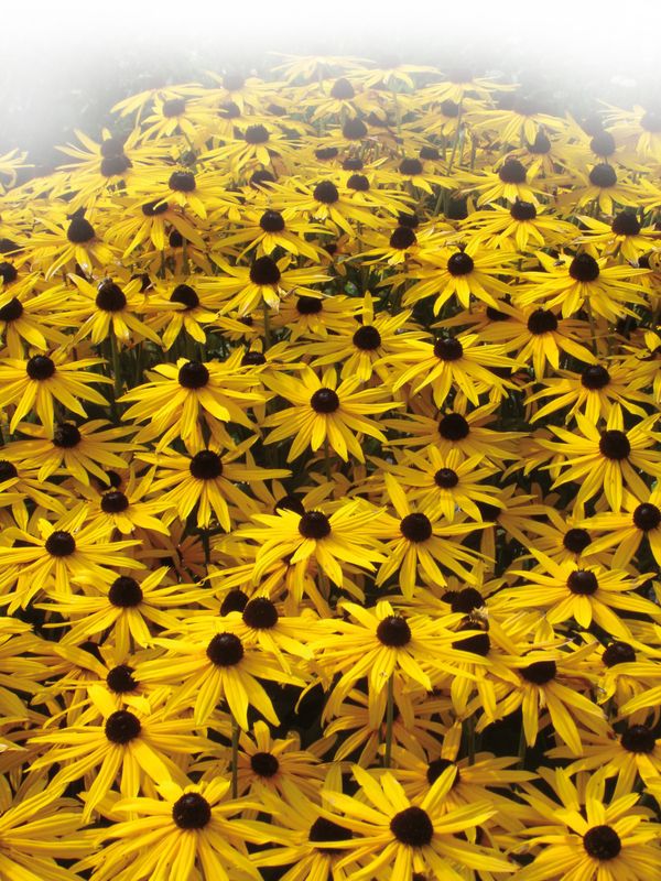Rudbeckia: Goldsturm
