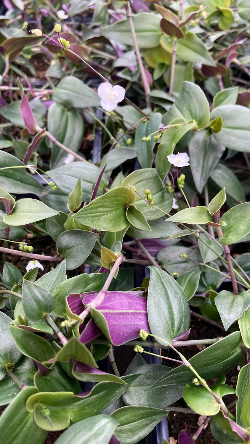 Tradescantia - Tahitian: Bridal Veil