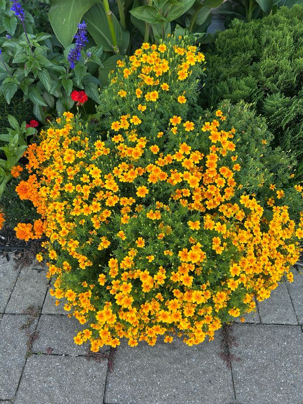 Marigold: Orange Gem