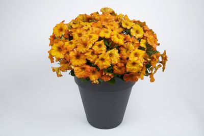 Petchoa - SuperCal: Premium Sunset Orange
