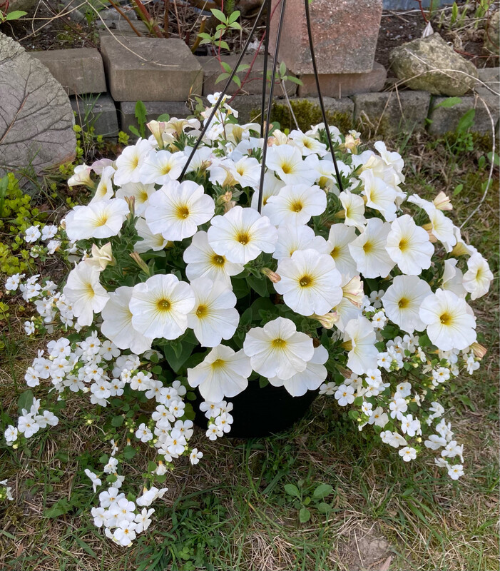Petchoa - SuperCal: Premium Pearl White