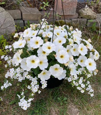 Petchoa - SuperCal: Premium Pearl White