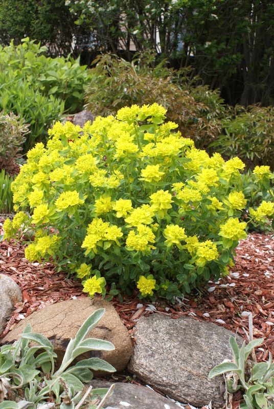 Euphorbia: Polychroma (Cushion Spurge)