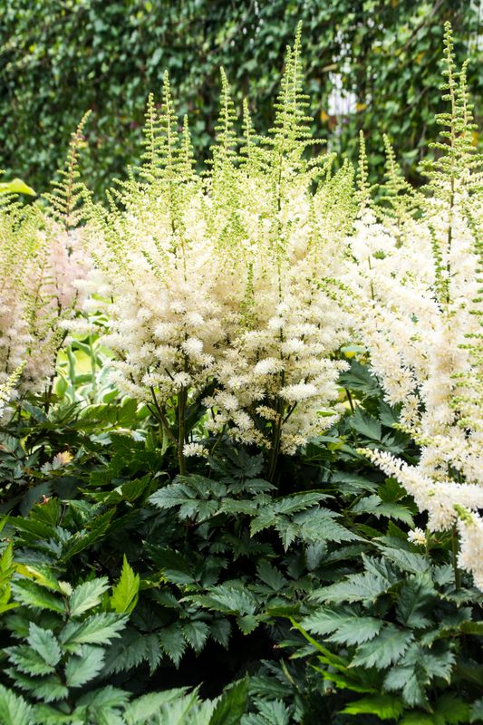 Astilbe: Visions in White