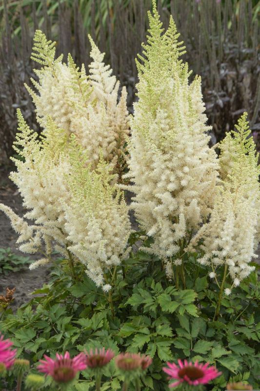 Astilbe: Ivory Pearls