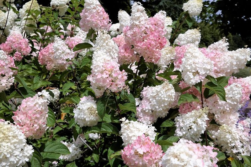 Hydrangea: Phantom