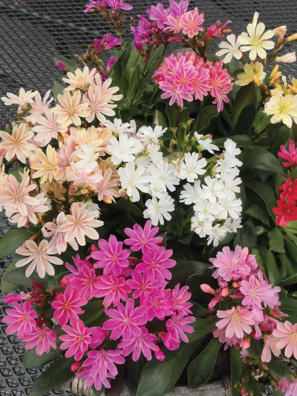 Lewisia: Cotyledon Elise Mix