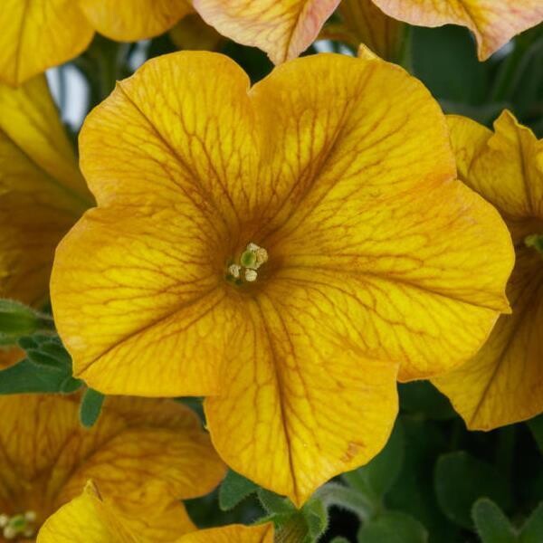 Petchoa - SuperCal: Premium Yellow Sun Petchoa - SuperCal: Premium Yellow Sun