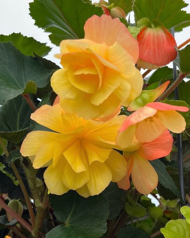 Begonia - Illumination: Lemon Begonia - Illumination: Lemon