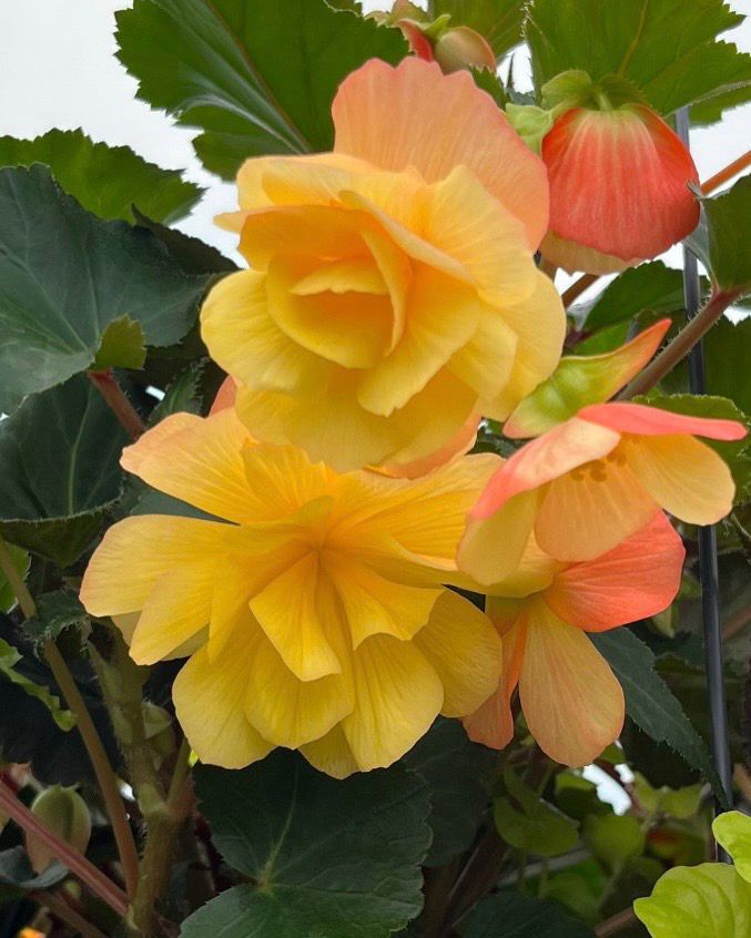 Begonia - Illumination: Lemon Begonia - Illumination: Lemon